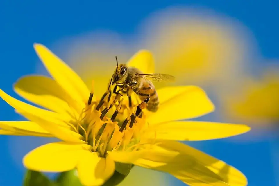Sommarbild