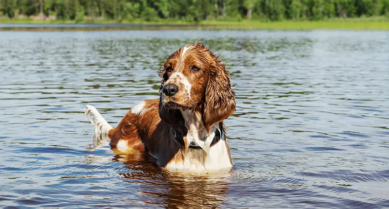 En hund som står i vattnet.