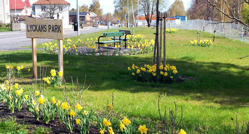 Lyckans park med påskliljor.
