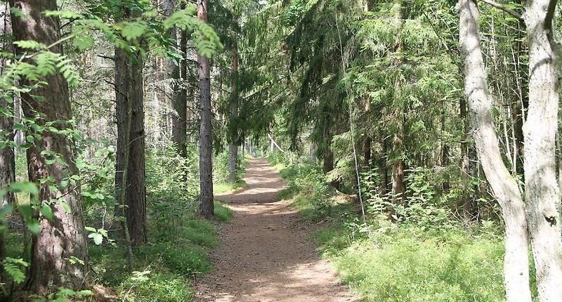 Promenadstig omgärdad av skog. 