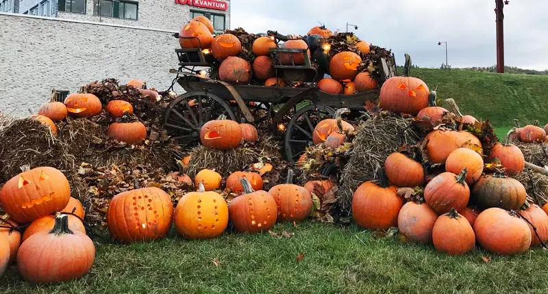 Massor av belysta pumpor.