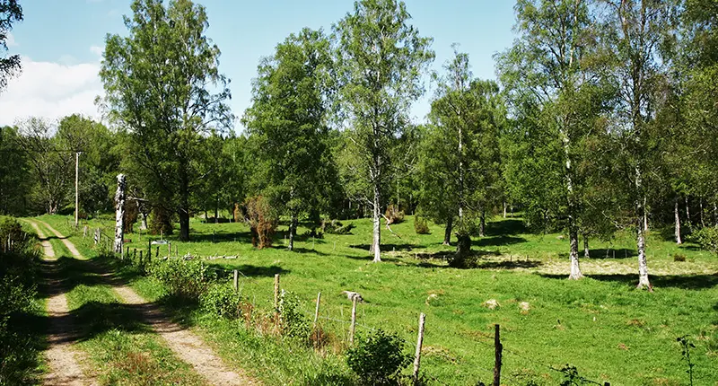 Skogsväg, hagar och lummiga träd.