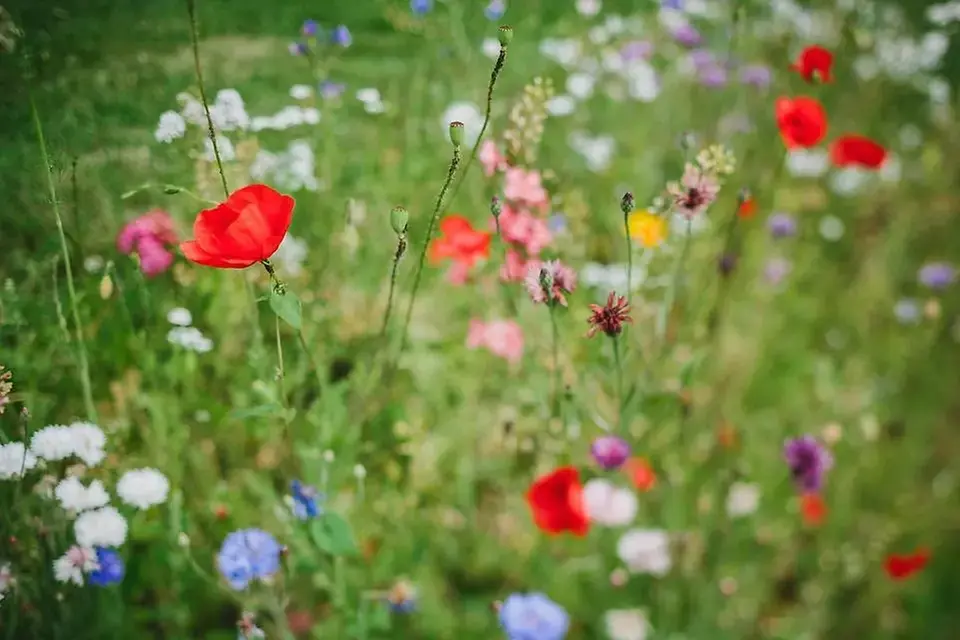 Ängsblommor på en äng. 