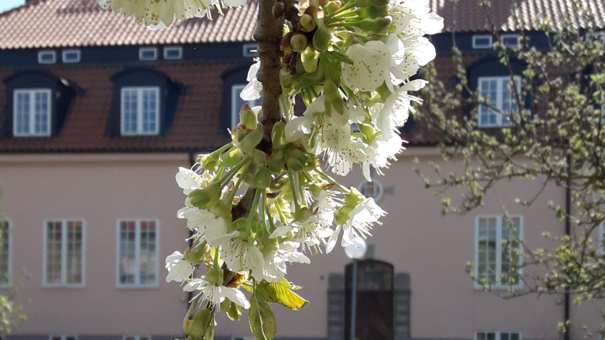 Lindgården