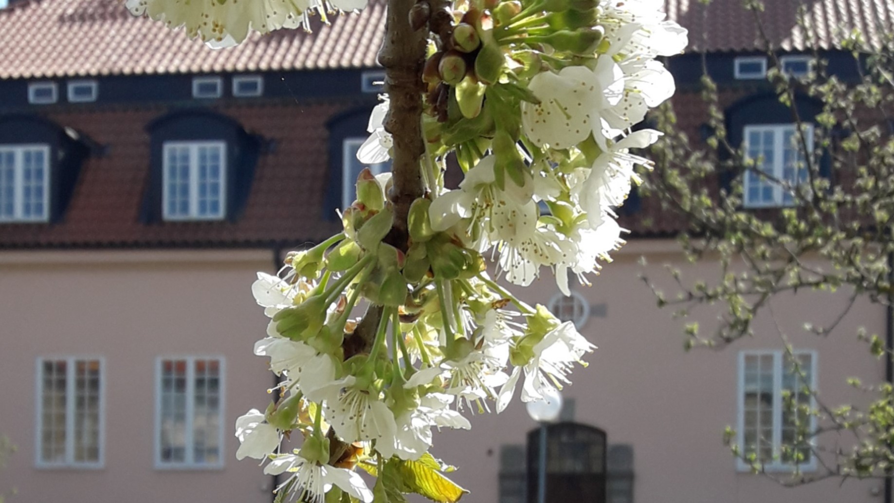 Lindgården