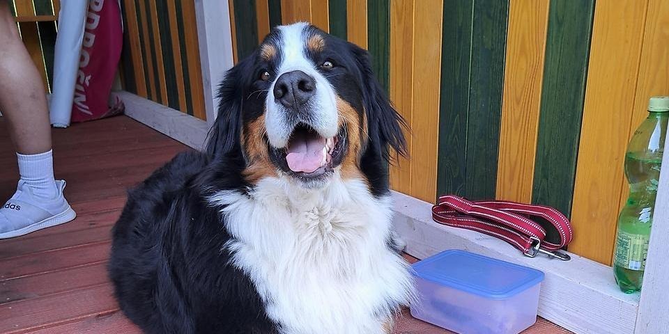 Stor svart, vit och brun hund.