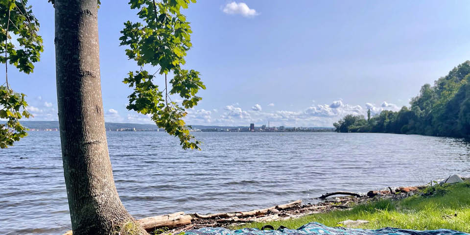 Strandkant vid en sjö, med ett träd i förgrunden och stad i horisonten.