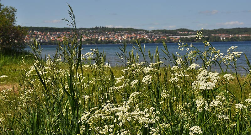 Vita blommor vid Vätterstranden, med Jönköping i bakgrunden.