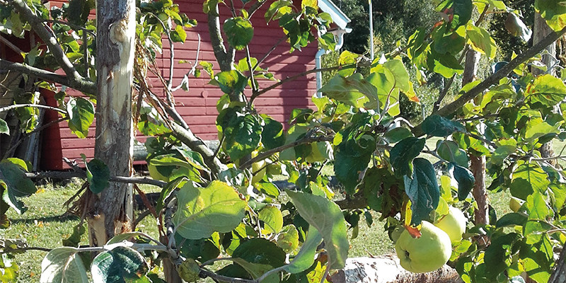 Äppelträd.