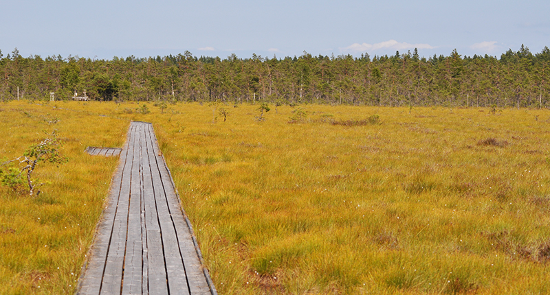 En vandringsled som leder mot en skog.