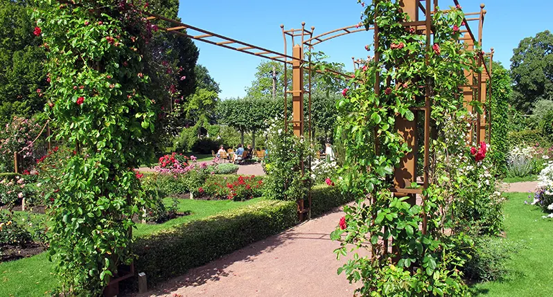 Rosenlunds rosarium.