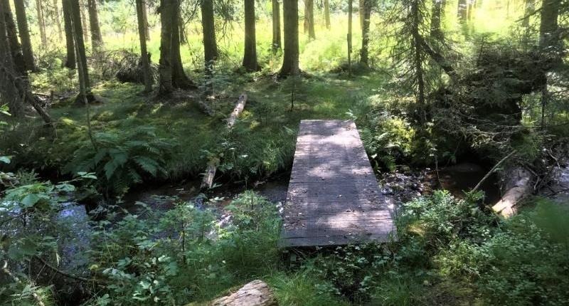 En mindre träbro leder över bäcken i den täta skogen.
