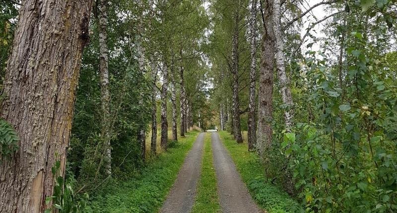 En grusväg som leder genom en allé med olika sorters träd. 