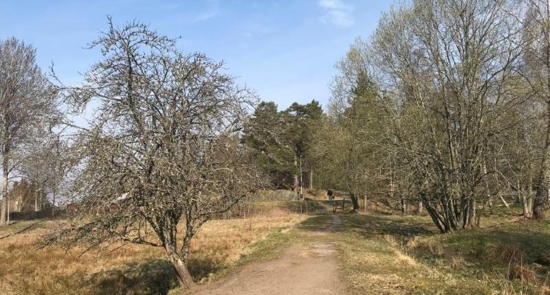 En gångstig med kala träd på båda sidor som ännu inte blommat. Himlen är ljusblå. 