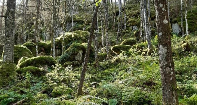 Solsken når in i den grönskande skogen genom trädtopparna och landar på den gröna mossan.