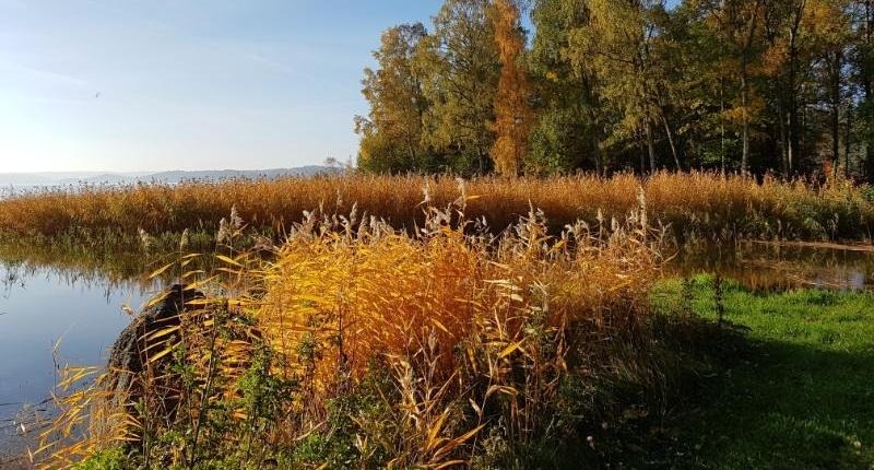 Solen glänser mot de höstfärgade träden och vassen intill sjön. 