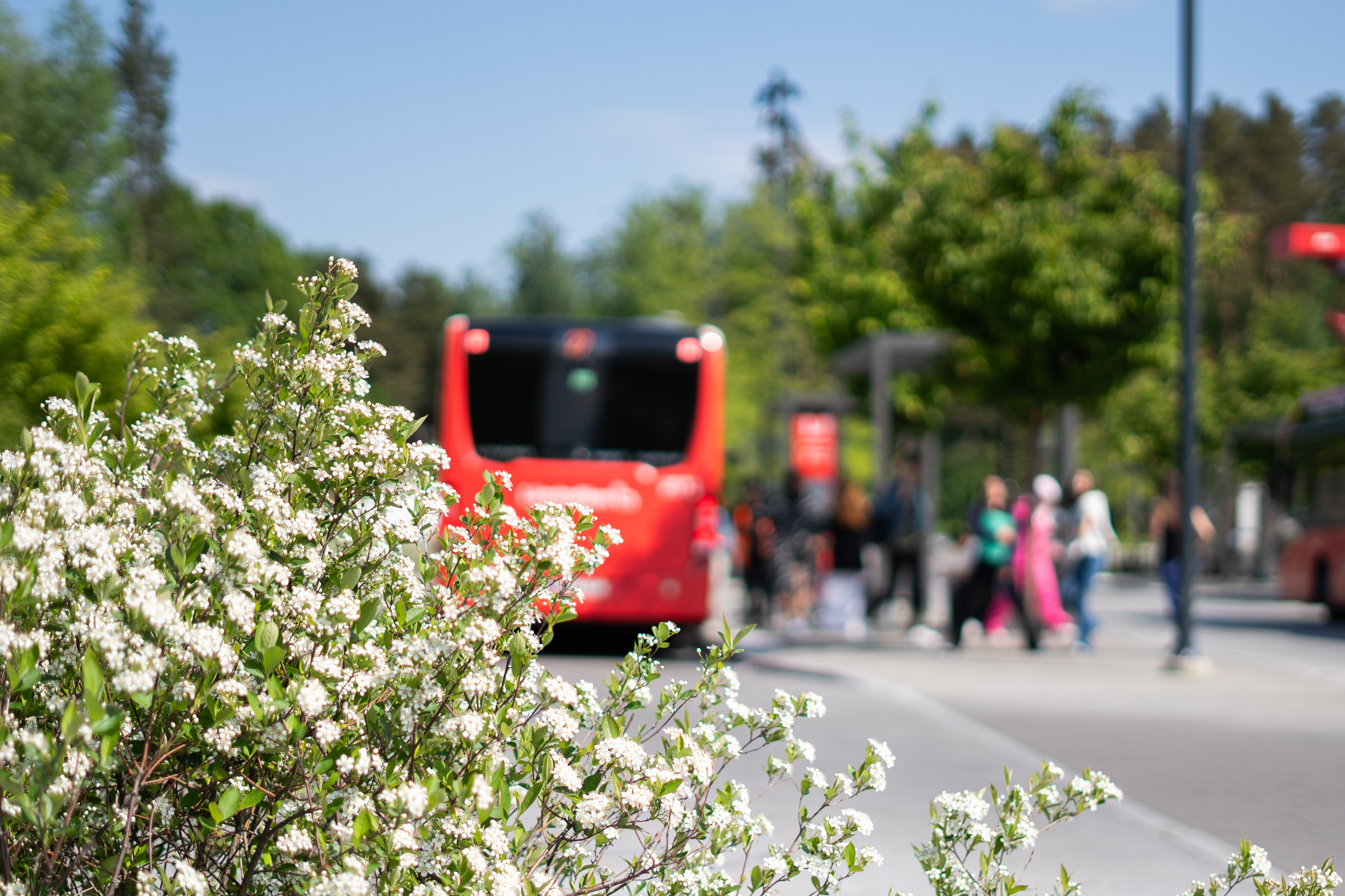 Blommor i förgrunden och en buss med personer som är på väg till eller från den.