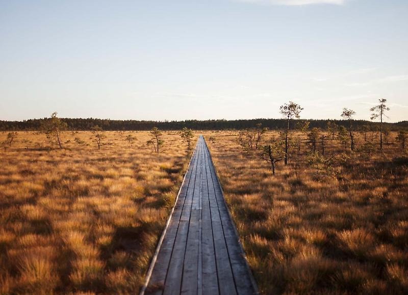 Mosse med spång. skog i horisonten och himmel i bakgrunden.