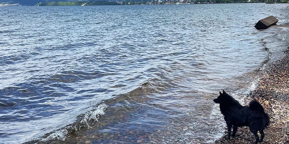 Hund på stranden.