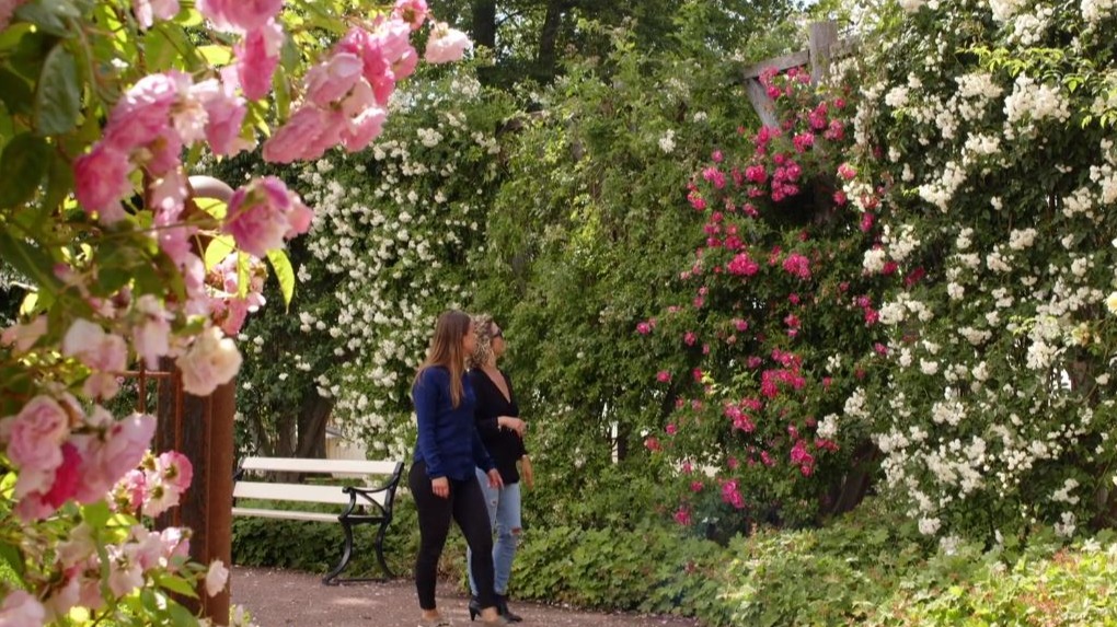 Två tjejer promenerar bland vackra rosor
