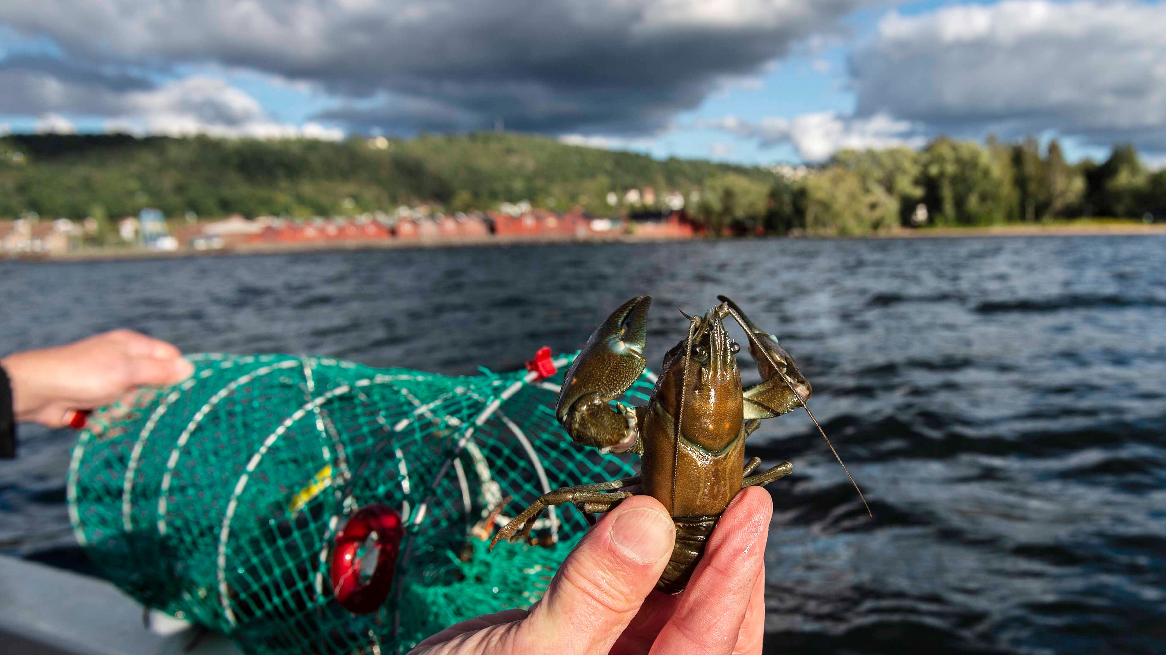 Kräfta
