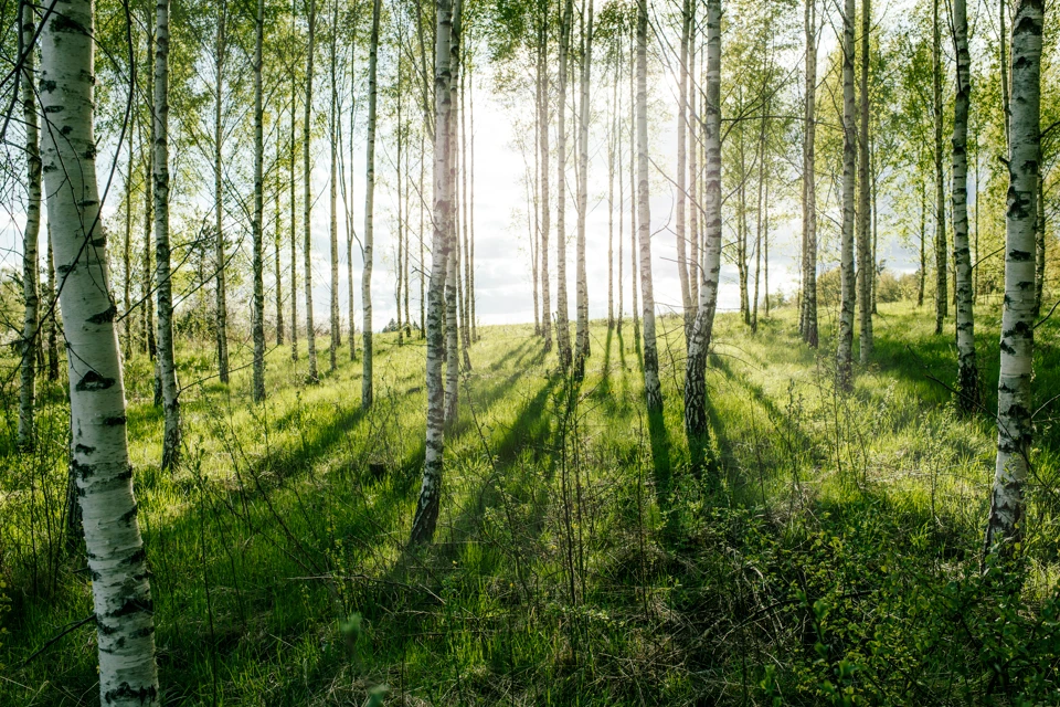 En gles skog med björkar där solstrålar hittar igenom.
