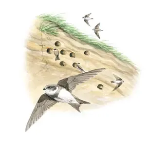 Illustration av en fågel som flyger över en sandyta och ytterligare fem fåglar i bakgrunden.