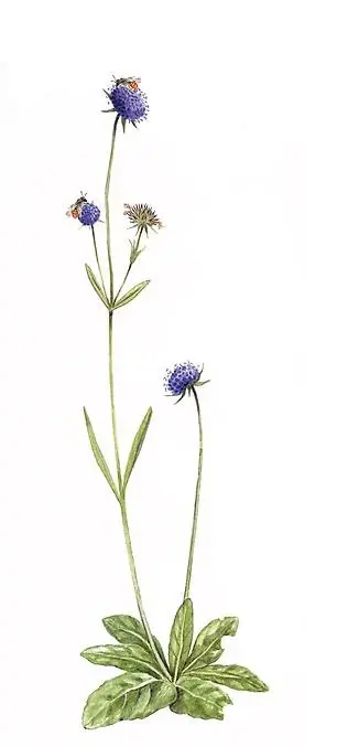 Illustration av en växt med fyra blommor och insekter som sitter på blommorna.